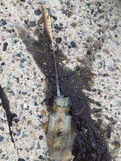 妻鹿エギングでアオリイカ　コロッケサイズが2投目でヒット！