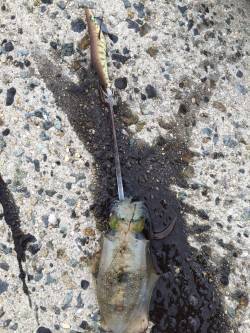 妻鹿エギングでアオリイカ　コロッケサイズが…