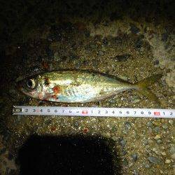 生穂周辺アジング　軽量ジグヘッドで表層から探り豆アジ連発