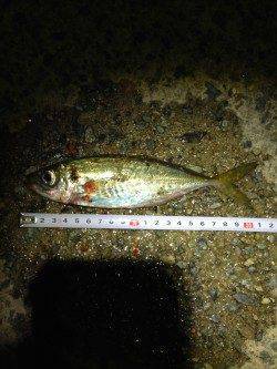 生穂周辺アジング　軽量ジグヘッドで表層から探り豆アジ連発