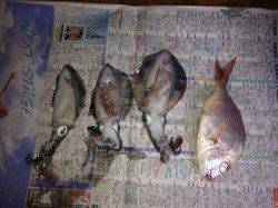 竹野港　エギングでアオリイカ　合間にルアーでチャリコもヒット