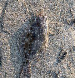 磯ノ浦　投げ釣りでキス78匹！　ほかヒラメ・サヨリも釣れました