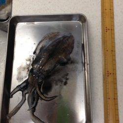 深日漁港でエギング　新子のアオリイカ、フォール中にHIT！