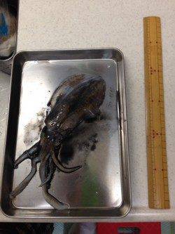 深日漁港でエギング　新子のアオリイカ、フォール中にHIT！