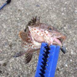 勝浦漁港でライトソルトゲーム♪　オオモンハタをキャッチ