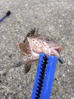 勝浦漁港でライトソルトゲーム♪　オオモンハタをキャッチ