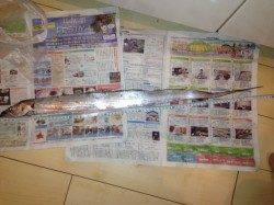 泉佐野にてタチウオワインド　噛み傷は結構ありました・・・