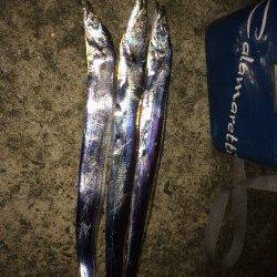 水軒にてタチウオ狙い　ヒット時間は22時から23時まで