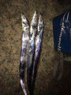 水軒にてタチウオ狙い　ヒット時間は22時から23時まで