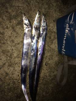 水軒にてタチウオ狙い　ヒット時間は22時か…