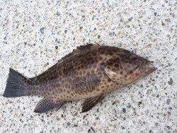 勝浦漁港でライトソルトゲーム♪　オオモンハタをキャッチ