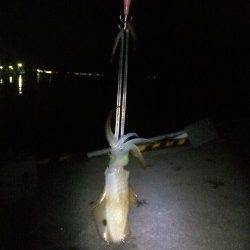 秋の新子シーズン、ランガンをしに常神方面へ