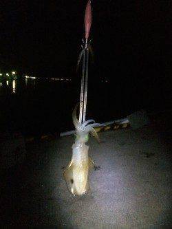 秋の新子シーズン、ランガンをしに常神方面へ