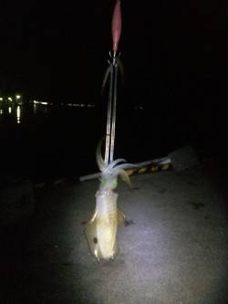 秋の新子シーズン、ランガンをしに常神方面へ…