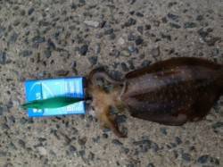 明るくなりだした頃連続ヒット　淡輪漁港アオ…