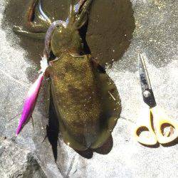 新浜漁港エギング調査　エギ3号のみを使用しトンカツサイズのアオリイカ