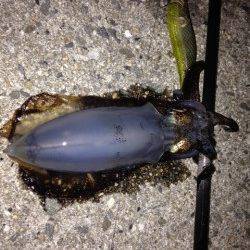 新浜漁港　エギングで新子サイズのアオリイカ　