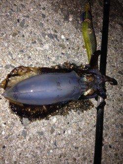 新浜漁港　エギングで新子サイズのアオリイカ　