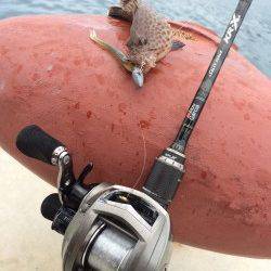 勝浦漁港　ベイトタックルでオオモンハタの小気味良い引を味わえました