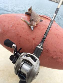 勝浦漁港　ベイトタックルでオオモンハタの小…