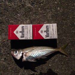 湯浅広港周辺アジング　ワームはこまめにローテーションを