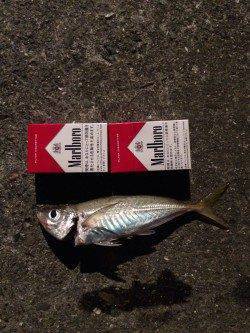 湯浅広港周辺アジング　ワームはこまめにローテーションを