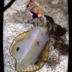 大蔵海岸エギング反応よく2人でアオリイカ20杯近く釣れました♫