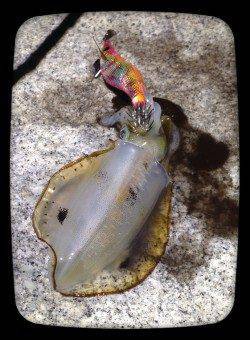 大蔵海岸エギング反応よく2人でアオリイカ20杯近く釣れました♫