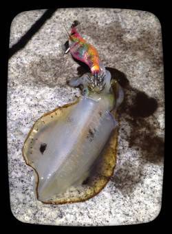 大蔵海岸エギング反応よく2人でアオリイカ2…