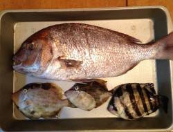 平磯海づり公園　胴突仕掛けの探り釣りでカワ…