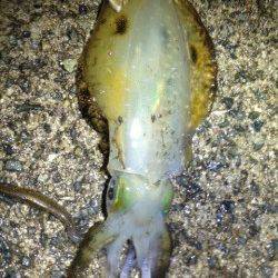 垂水にて1時間でコロッケ〜トンカツサイズのイカを計5ハイ