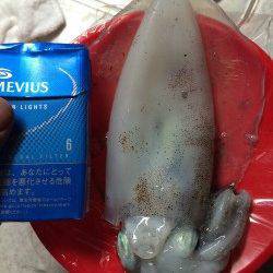 新浜　エギングでアオリイカとナイスサイズのケンサキイカ