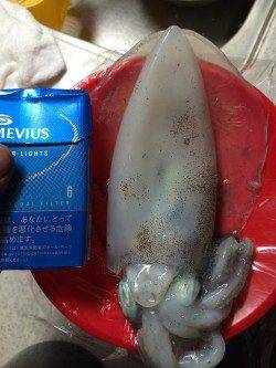 新浜　エギングでアオリイカとナイスサイズのケンサキイカ
