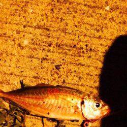 谷川漁港　アジングでカマス・アジ　エギングでアオリイカ