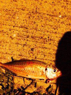 谷川漁港　アジングでカマス・アジ　エギングでアオリイカ