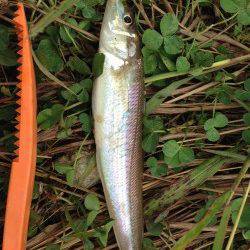 円山川河口へセイゴ釣り　ゴカイ500円分が足らなくなる位のアタリ