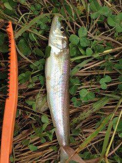 円山川河口へセイゴ釣り　ゴカイ500円分が足らなくなる位のアタリ