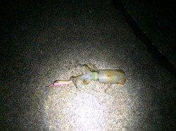 秋の新子シーズン、ランガンをしに常神方面へ