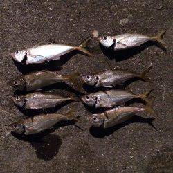 湯浅広港周辺アジング　ワームはこまめにローテーションを