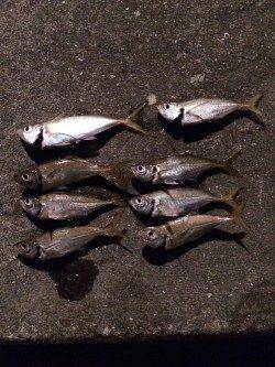 湯浅広港周辺アジング　ワームはこまめにローテーションを