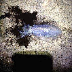 大蔵海岸エギング反応よく2人でアオリイカ20杯近く釣れました♫