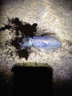 大蔵海岸エギング反応よく2人でアオリイカ20杯近く釣れました♫