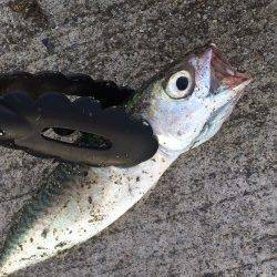 南港周辺　涼しくなる夕方からサビキでアジ・サバ・カマスなど