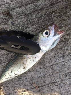  南港周辺　涼しくなる夕方からサビキでアジ…