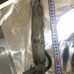 新浜　エギングでアオリイカとナイスサイズのケンサキイカ