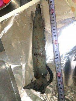 新浜　エギングでアオリイカとナイスサイズのケンサキイカ