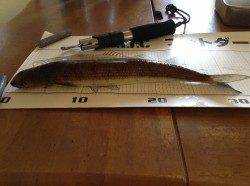 須磨で鉄板ブレードをキャスト…エソがヒット