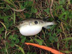 円山川河口へセイゴ釣り　ゴカイ500円分が足らなくなる位のアタリ