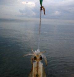 明るくなりだした頃連続ヒット　淡輪漁港アオリイカ少しずつサイズUP