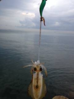 明るくなりだした頃連続ヒット　淡輪漁港アオリイカ少しずつサイズUP